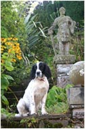 Dog and statue at Fingask Castle