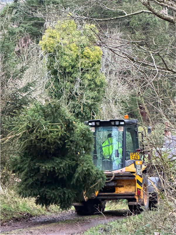 Transporting the Fingask Castle Christmas tree by JCB / tractor